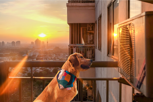 Bandanas for dogs