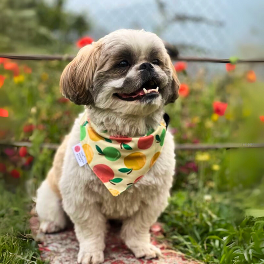 Dog wearing summer bandana