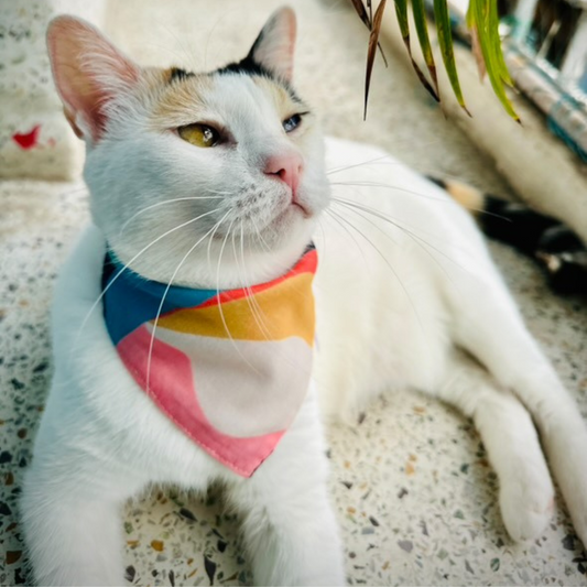 comfortable cat bandana