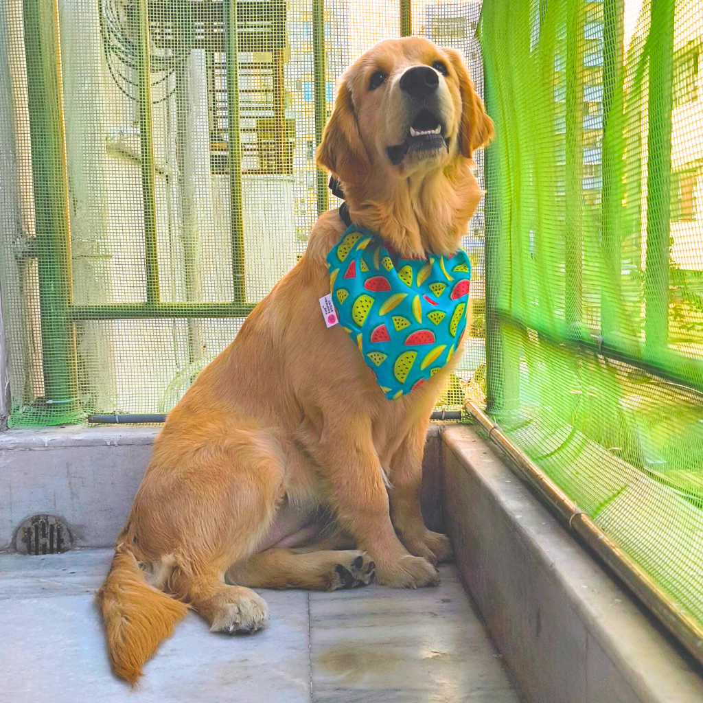 Fruity Bandana for dogs