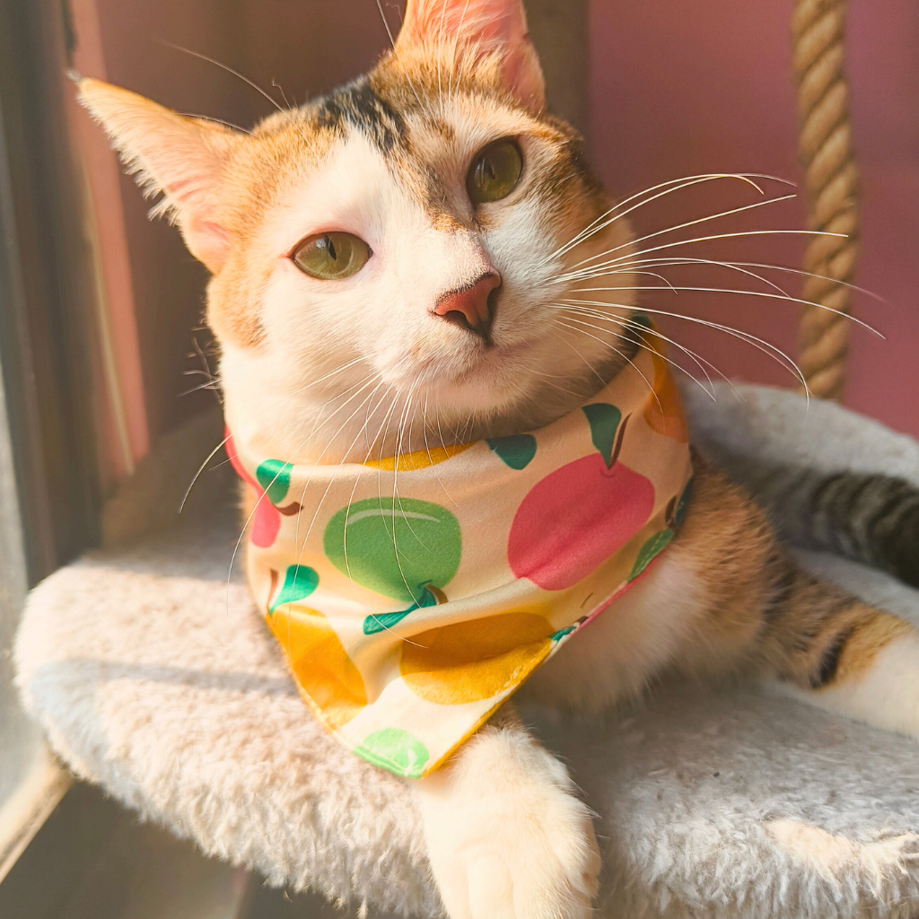 Fruity Apple Print 01 Cat Bandana (Beige) (one-size), made with 100% Satin fabric