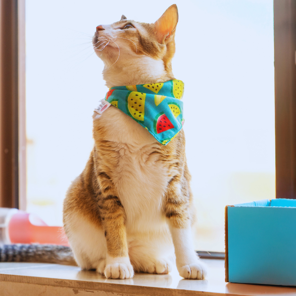 Fruity Melon Print 01 Cat Bandana, One-size, Cambric Fabric, Washable and Reusable